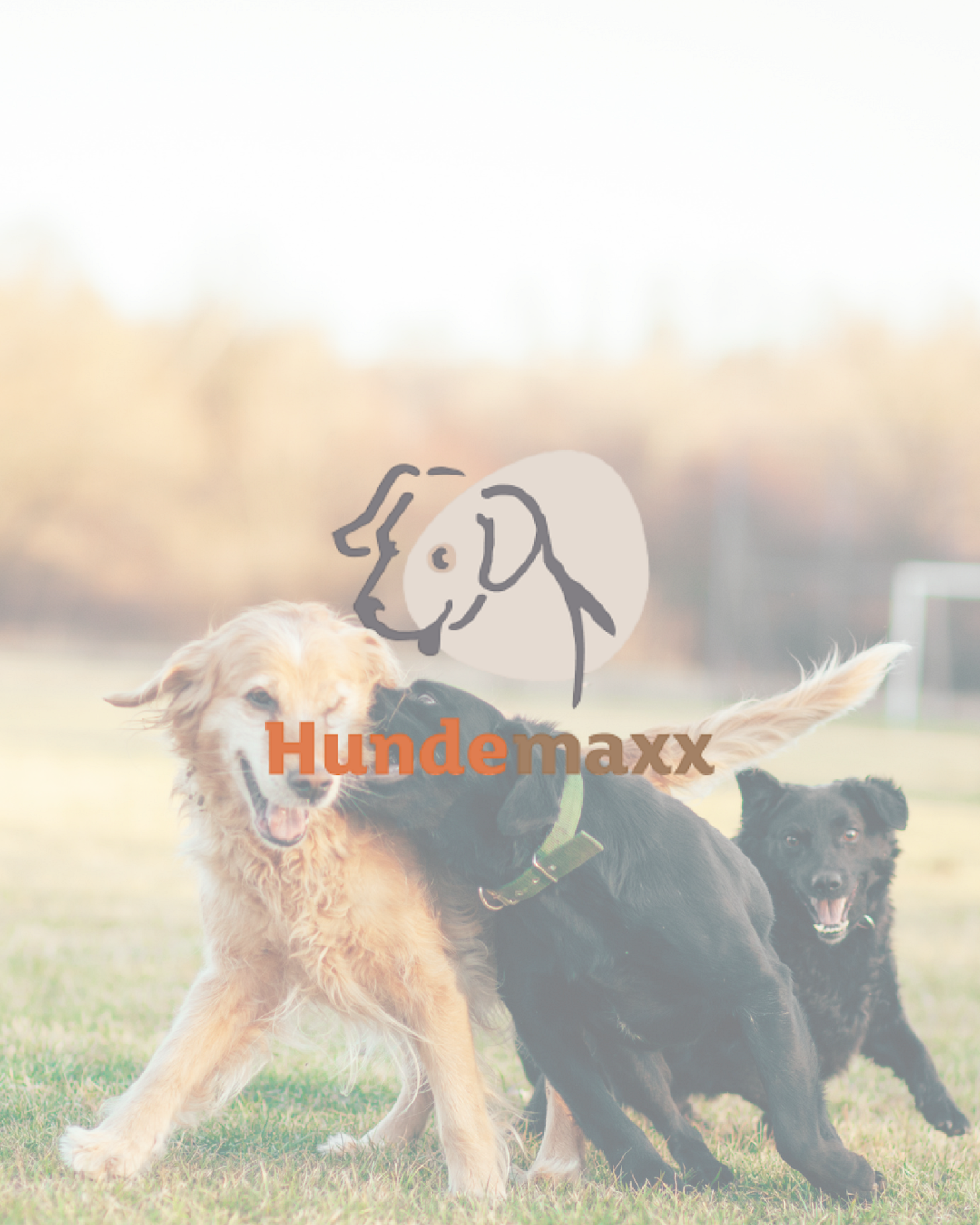 Hunde spielen auf einer Wiese - Social Emotion Case Hundemaxx